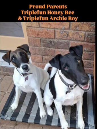 Fox Terrier (Smooth) for sale by HONEYHIVE