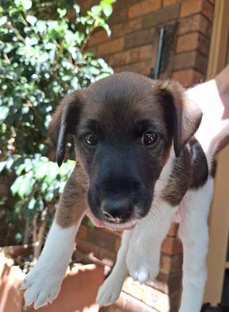 Fox Terrier (Smooth) for sale by HONEYHIVE