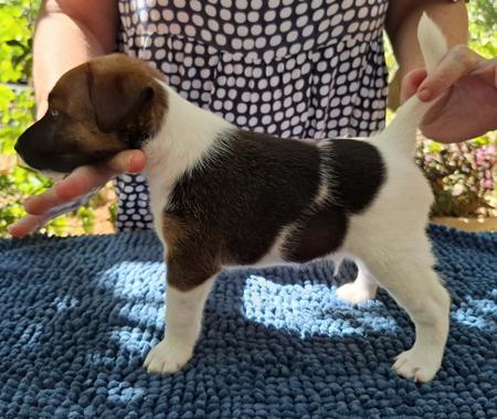 Fox Terrier (Smooth) for sale by HONEYHIVE