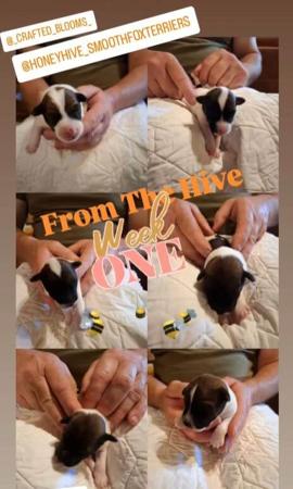 Fox Terrier (Smooth) for sale by HONEYHIVE