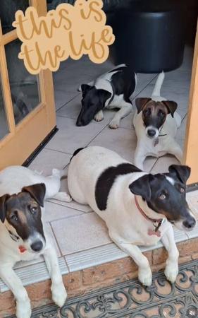 Fox Terrier (Smooth) for sale by HONEYHIVE