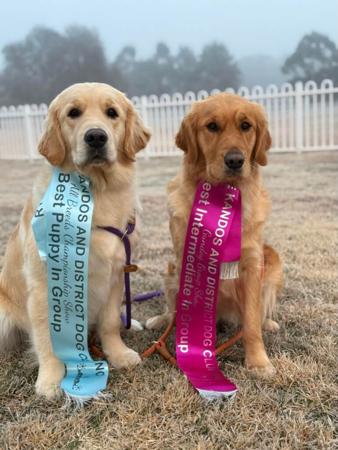 Golden Retriever for sale by TWEEDKIN