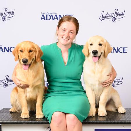 Golden Retriever for sale by TWEEDKIN