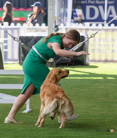Golden Retriever for sale by TWEEDKIN