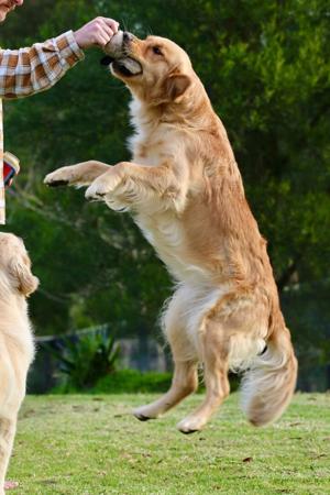 Golden Retriever for sale by TWEEDKIN