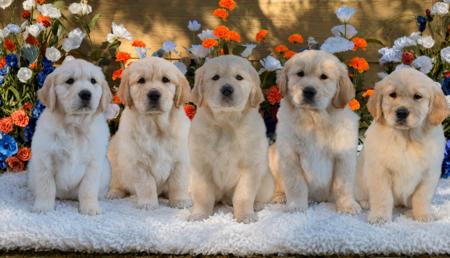 Golden Retriever for sale by TWEEDKIN