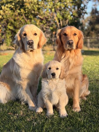 Golden Retriever for sale by TWEEDKIN