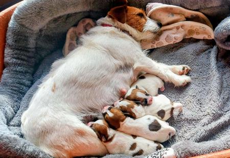 Jack Russell Terrier puppy for sale by JACYWYNTA