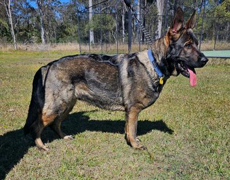 German Shepherd Dog for sale by VONROCKDELTA