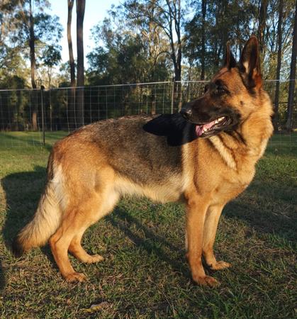 German Shepherd Dog for sale by VONROCKDELTA