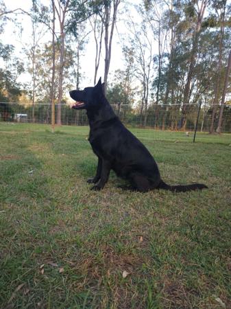 German Shepherd Dog for sale by VONROCKDELTA