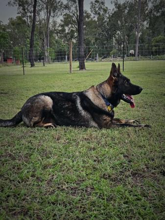 German Shepherd Dog for sale by VONROCKDELTA