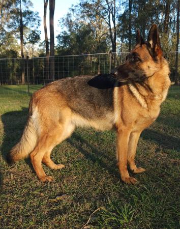 German Shepherd Dog for sale by VONROCKDELTA