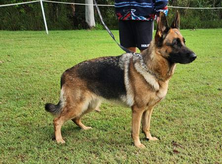 German Shepherd Dog for sale by VONROCKDELTA