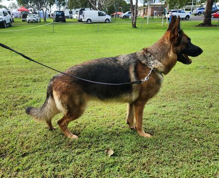 German Shepherd Dog for sale by VONROCKDELTA