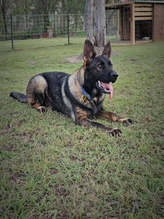 German Shepherd Dog for sale by VONROCKDELTA