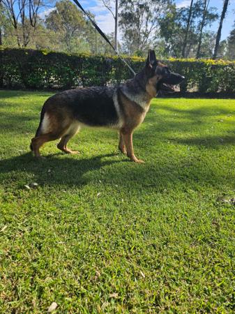 German Shepherd Dog for sale by VONROCKDELTA