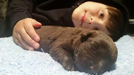 Labrador Retriever for sale by ALWAYSWAGIN