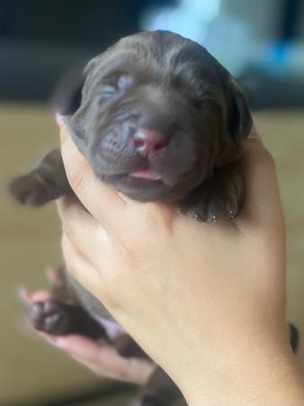 Labrador Retriever for sale by ALWAYSWAGIN