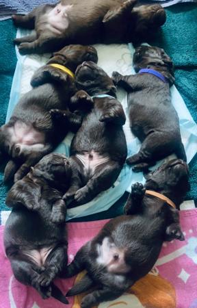 Labrador Retriever for sale by ALWAYSWAGIN