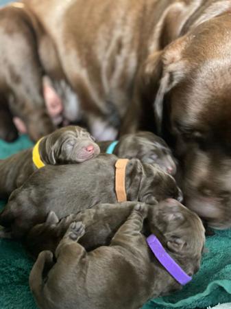 Labrador Retriever for sale by ALWAYSWAGIN