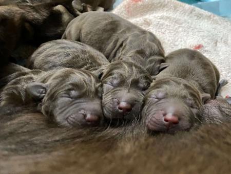 Labrador Retriever for sale by ALWAYSWAGIN