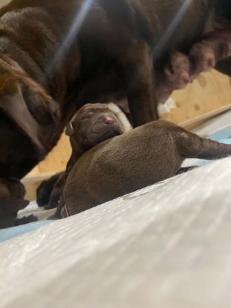 Labrador Retriever for sale by ALWAYSWAGIN