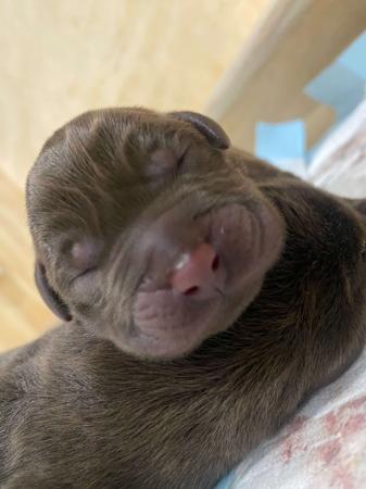 Labrador Retriever for sale by ALWAYSWAGIN