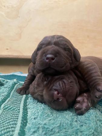 Labrador Retriever for sale by ALWAYSWAGIN