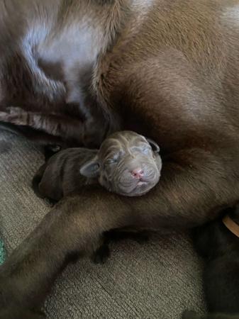 Labrador Retriever for sale by ALWAYSWAGIN