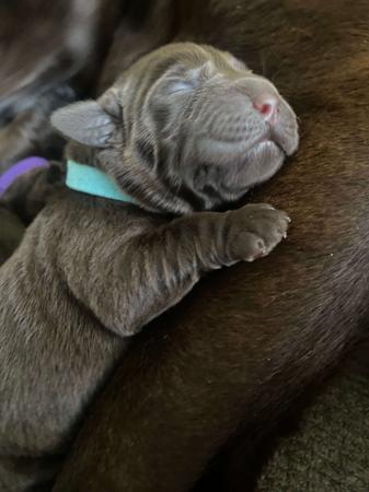 Labrador Retriever for sale by ALWAYSWAGIN