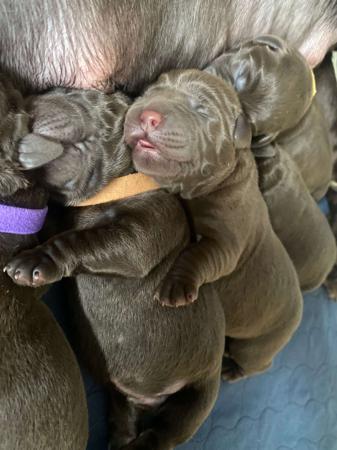 Labrador Retriever for sale by ALWAYSWAGIN