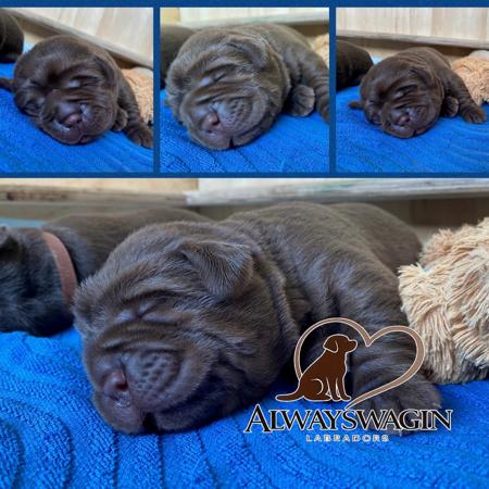 Labrador Retriever for sale by ALWAYSWAGIN