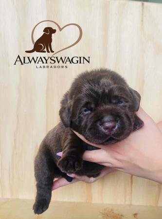 Labrador Retriever for sale by ALWAYSWAGIN
