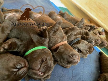 Labrador Retriever for sale by ALWAYSWAGIN