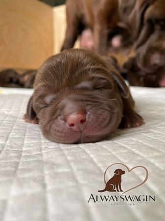 Labrador Retriever for sale by ALWAYSWAGIN