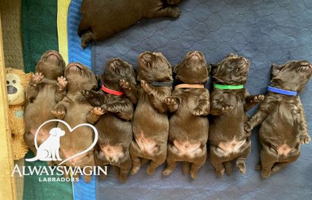 Labrador Retriever for sale by ALWAYSWAGIN