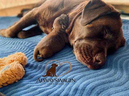 Labrador Retriever for sale by ALWAYSWAGIN