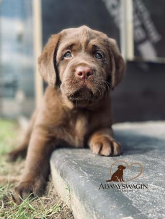 Labrador Retriever for sale by ALWAYSWAGIN