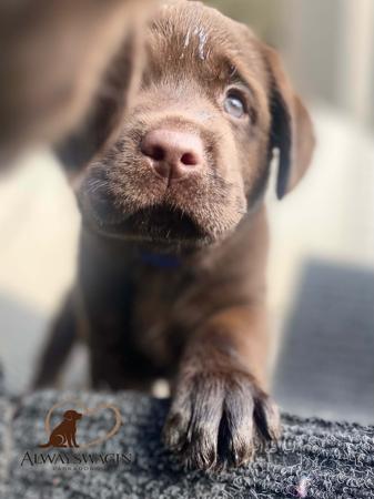 Labrador Retriever for sale by ALWAYSWAGIN