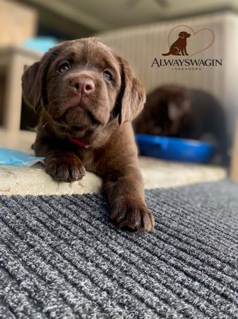 Labrador Retriever for sale by ALWAYSWAGIN