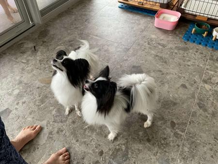 Papillon for sale by CHERABAH