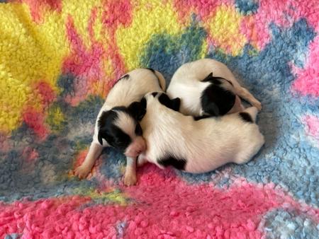 Papillon for sale by CHERABAH