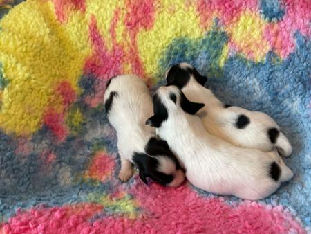 Papillon for sale by JOSHTURNER15