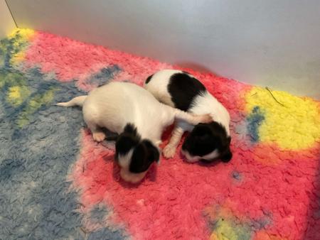 Papillon for sale by CHERABAH