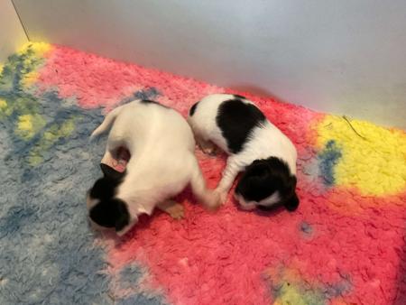 Papillon for sale by CHERABAH