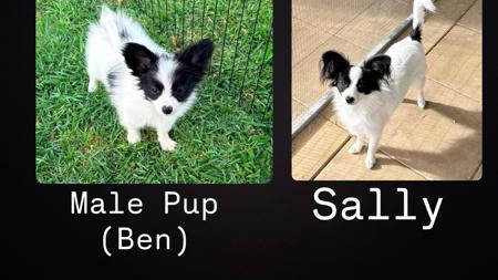 Papillon puppy for sale by JOSHTURNER15