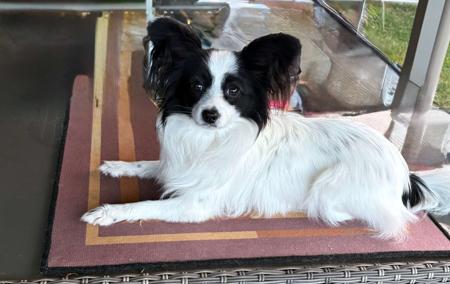 Papillon puppy for sale by CHERABAH