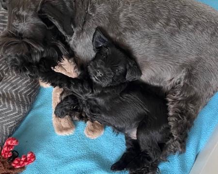 Schnauzer (Miniature) for sale by MOKAISCHNAUZERS