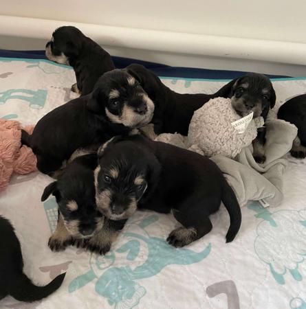 Schnauzer (Miniature) for sale by MOKAI